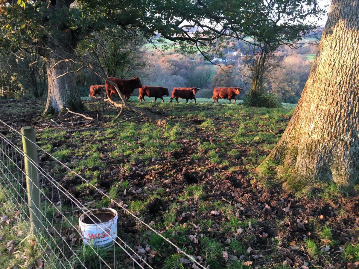 Higher Biddacott Farm Chittlehampton Dış mekan fotoğraf